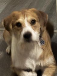 Lost Male Dog last seen Near Vance st, Mebane, NC 27302