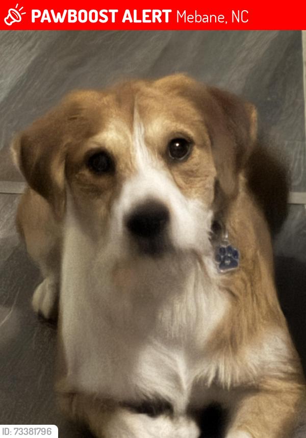 Lost Male Dog last seen Near Vance st, Mebane, NC 27302
