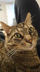 Lost Male Cat last seen Historic Kenwood, St. Petersburg, FL 33713
