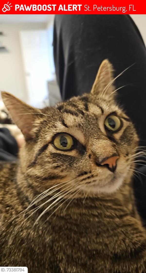 Lost Male Cat last seen Historic Kenwood, St. Petersburg, FL 33713