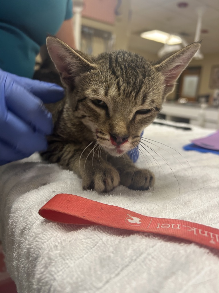 Shelter Stray Female Cat last seen Near Oceana Boulevard, VIRGINIA BEACH, VA, 23454, 341 S Birdneck Rd, Virginia Beach, VA 23451, USA