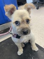 Shelter Stray Male Dog last seen Near Cross Bronx Expressway, BRONX, NY, 10457, 326 E 110th St, New York, NY 10029, USA