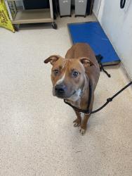 Shelter Stray Male Dog last seen Near Cross Bronx Expressway, BRONX, NY, 10457, 326 E 110th St, New York, NY 10029, USA