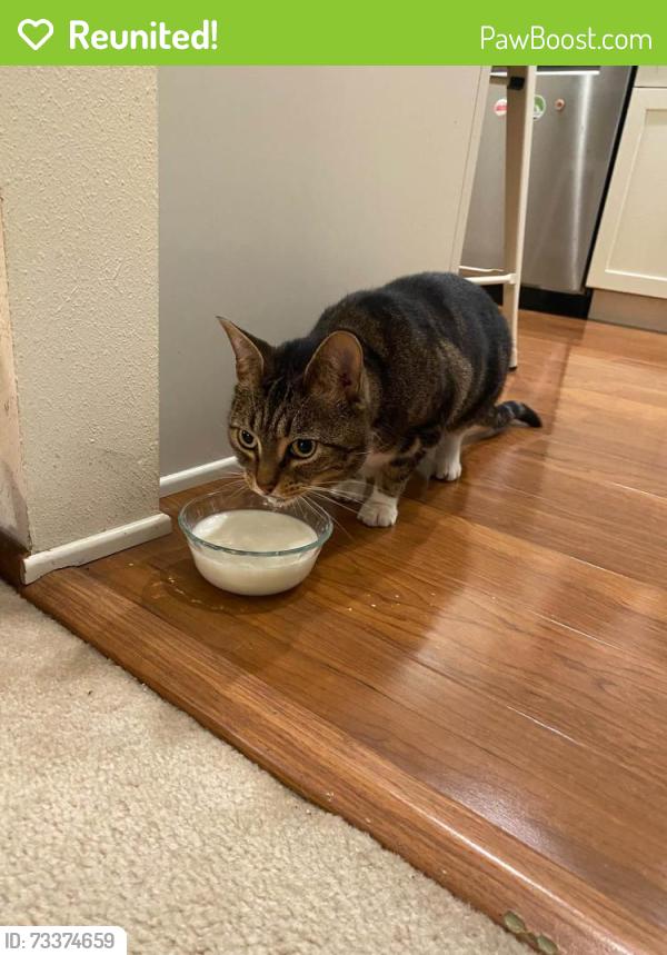 Reunited Unknown Cat last seen 75th & Roosevelt, Seattle, WA 98115