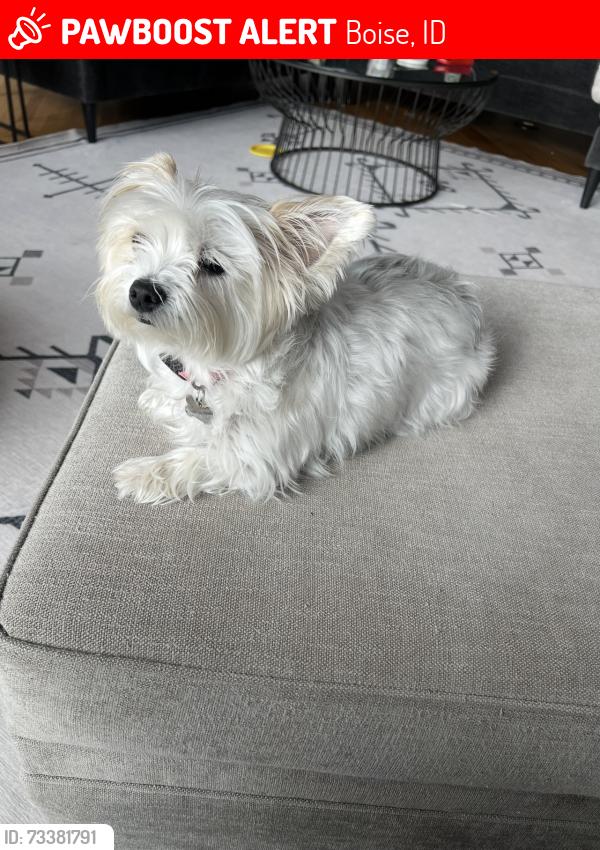 Lost Female Dog last seen Crestline, Boise Hills, Boise, ID 83702