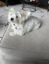 Lost Female Dog last seen Crestline, Boise Hills, Boise, ID 83702