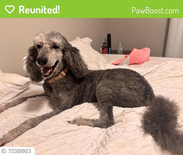 Reunited Female Dog last seen Near stonewall dr, Easley, SC 29642