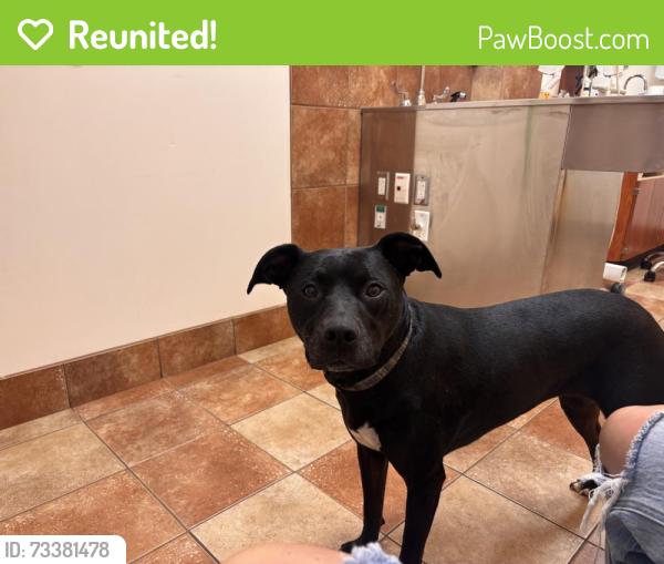 Reunited Female Dog last seen Stonewall drive, Easley, SC 29642