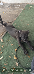 Lost Male Dog last seen Holly boulevard, Hollywood, FL 33021