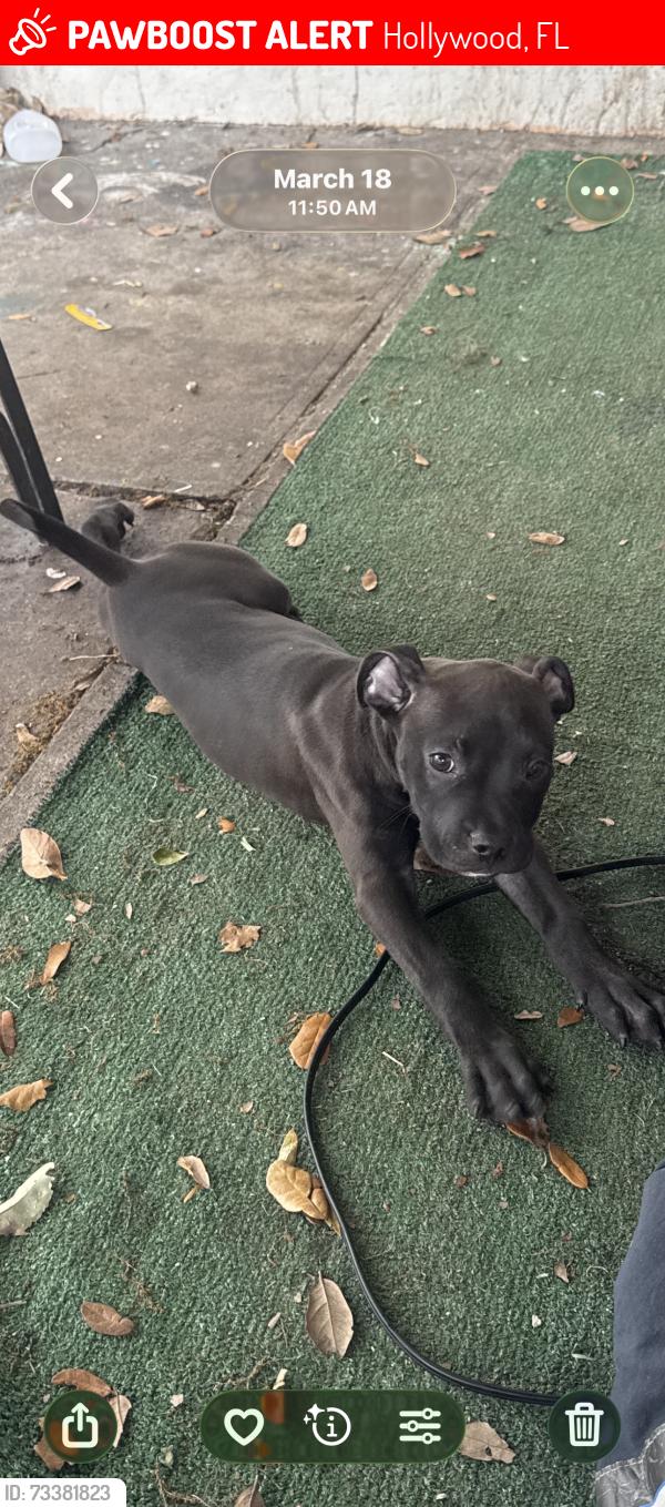 Lost Male Dog last seen Holly boulevard, Hollywood, FL 33021