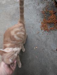 Reunited Male Cat last seen Ash and circuit drive, Roseville, CA 95678