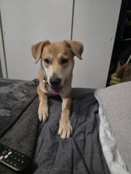 Lost Male Dog last seen Mission hills por la san jose, Los Angeles, CA 91345