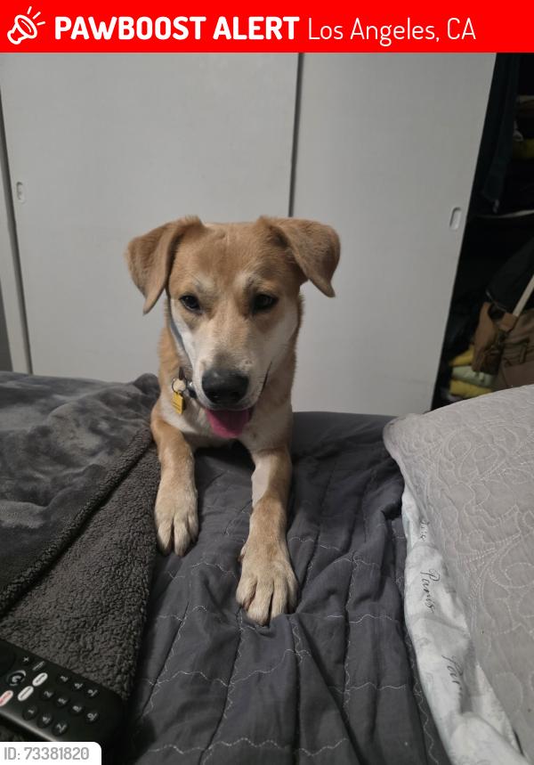 Lost Male Dog last seen Mission hills por la san jose, Los Angeles, CA 91345