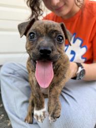 Found/Stray Female Dog last seen Idylwood, Houston East End, Houston, TX 77023