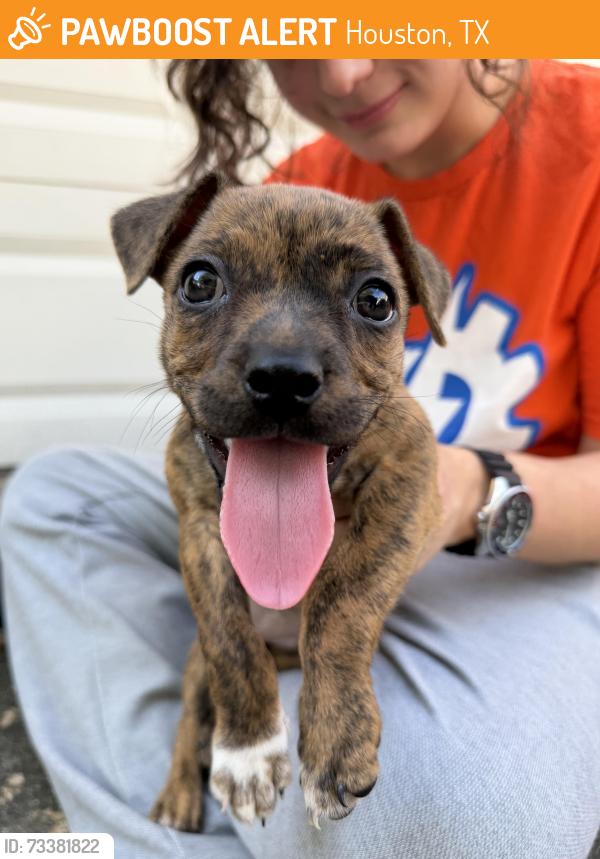 Found/Stray Female Dog last seen Idylwood, Houston East End, Houston, TX 77023