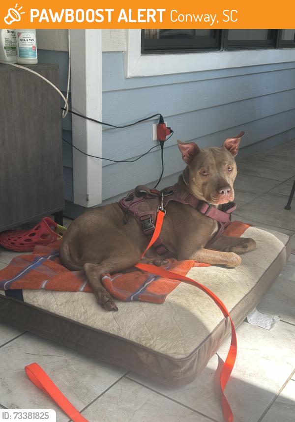 Found/Stray Female Dog last seen Myrtle Trace, Conway, SC 29526