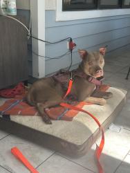 Found/Stray Female Dog last seen Myrtle Trace, Conway, SC 29526