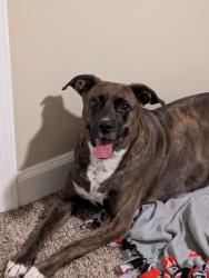 Found/Stray Female Dog last seen Near the water treatment plant in Dunwoody GA, Atlanta, GA 30360