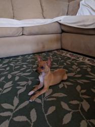 Lost Male Dog last seen Saul Kleinfeld, El Paso, TX 79936
