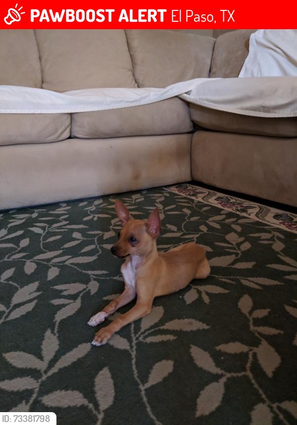 Lost Male Dog last seen Saul Kleinfeld, El Paso, TX 79936