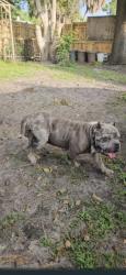 Lost Male Dog last seen Near kentucky ave saint cloud fl, St. Cloud, FL 34769