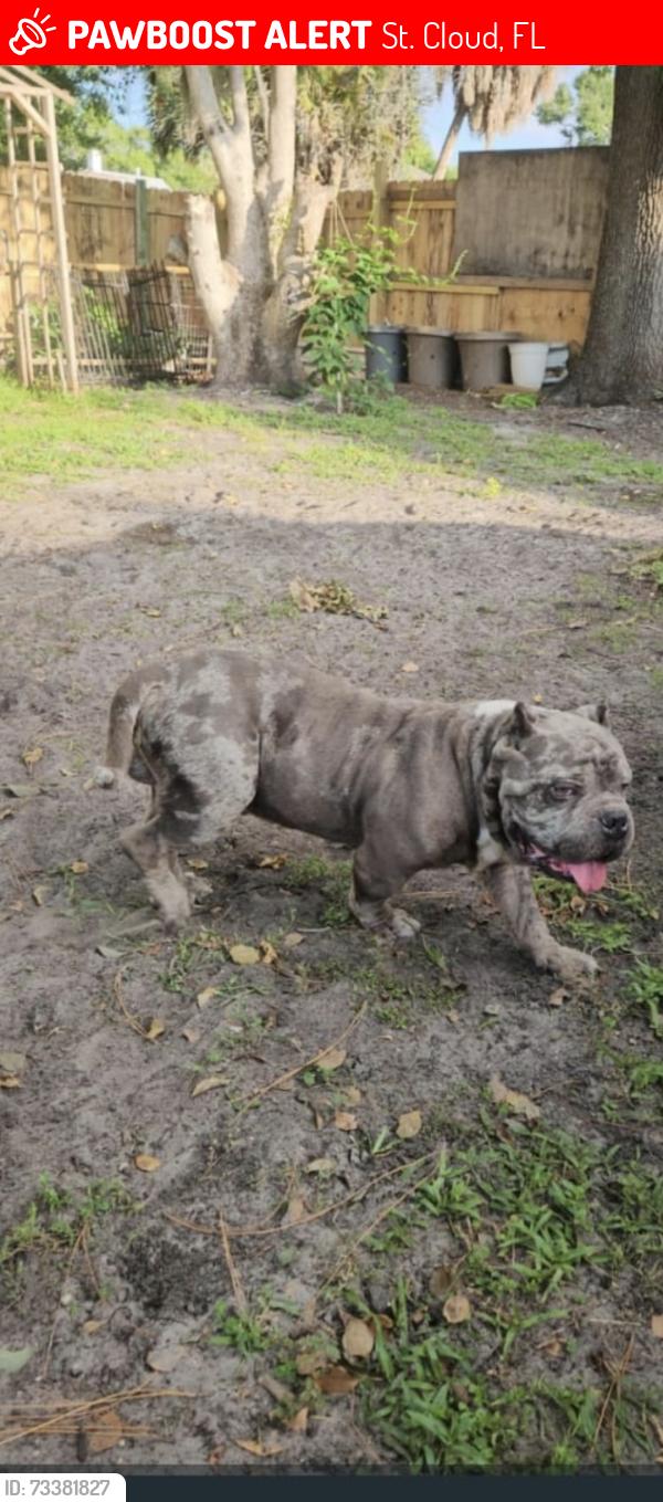Lost Male Dog last seen Near kentucky ave saint cloud fl, St. Cloud, FL 34769