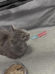 Found/Stray Male Cat last seen Ward st near millbury st, Worcester, MA 01610