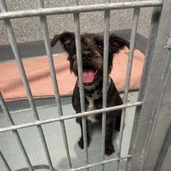 Shelter Stray Female Dog last seen , 12910 Yukon Ave, Hawthorne, CA 90250, USA