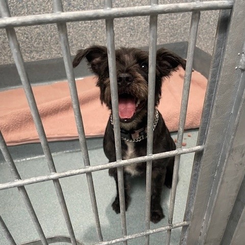 Shelter Stray Female Dog last seen , 12910 Yukon Ave, Hawthorne, CA 90250, USA