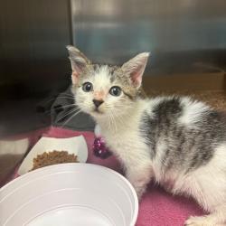 Shelter Stray Male Cat last seen , 1244 N Delsea Dr, Vineland, NJ 08360, USA