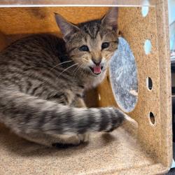 Shelter Stray Male Cat last seen , Animal Care & Control Team of Philly, 111 W Hunting Park Ave, Philadelphia, PA 19140, USA