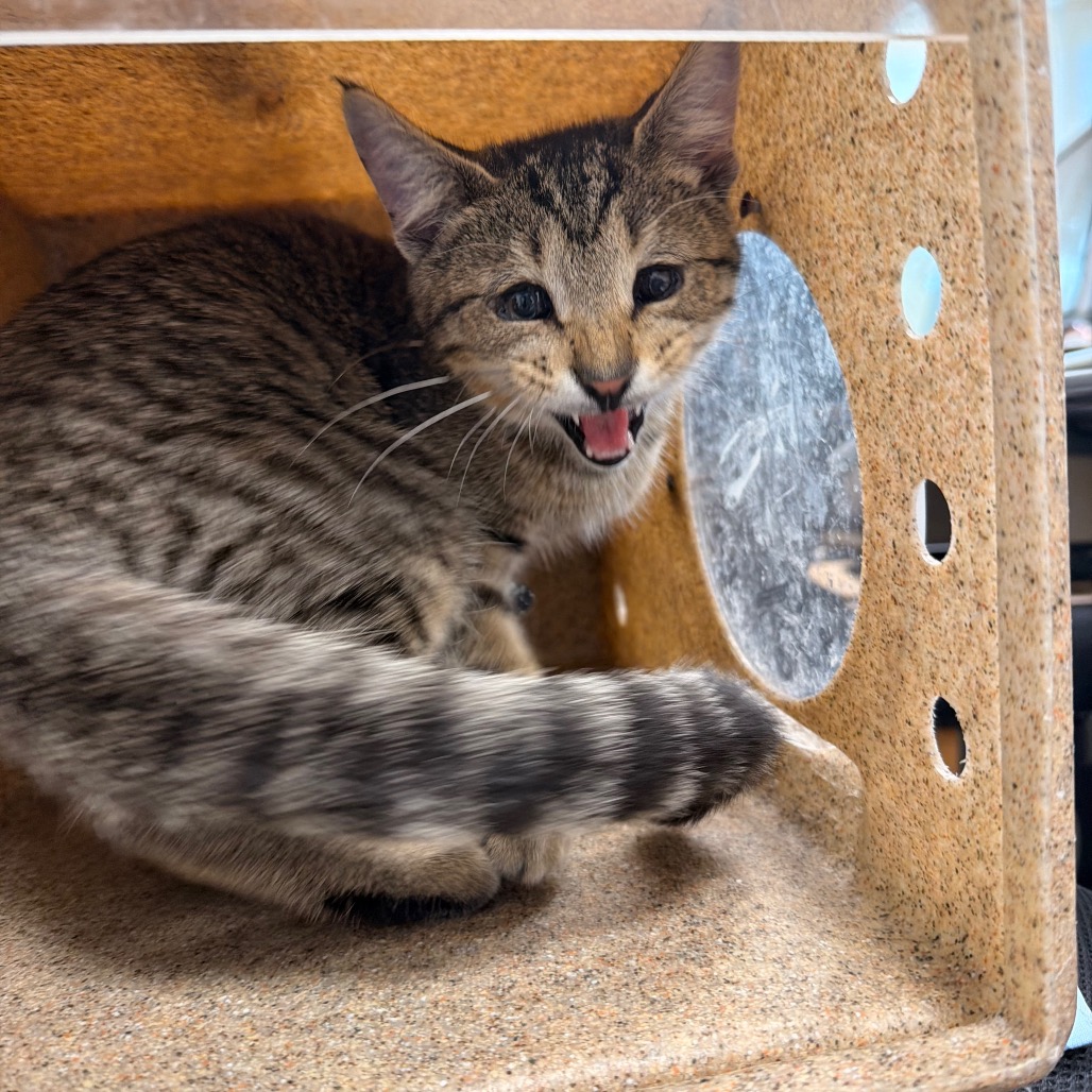 Shelter Stray Male Cat last seen , Animal Care & Control Team of Philly, 111 W Hunting Park Ave, Philadelphia, PA 19140, USA