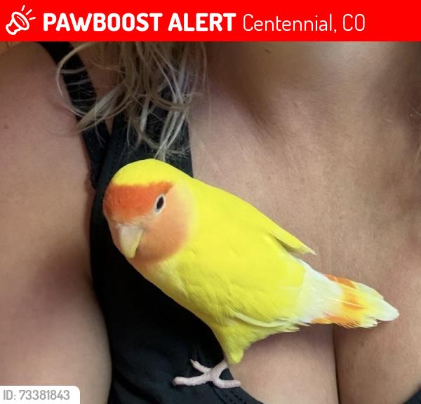 Lost Male Bird last seen Orchard and Quebec, Centennial, CO 80111