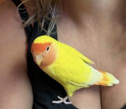 Lost Male Bird last seen Orchard and Quebec, Centennial, CO 80111