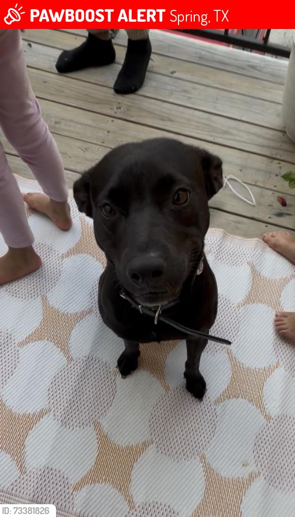 Lost Female Dog last seen Spring texas, Spring, TX 77373
