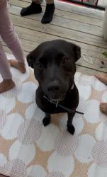 Lost Female Dog last seen Spring texas, Spring, TX 77373