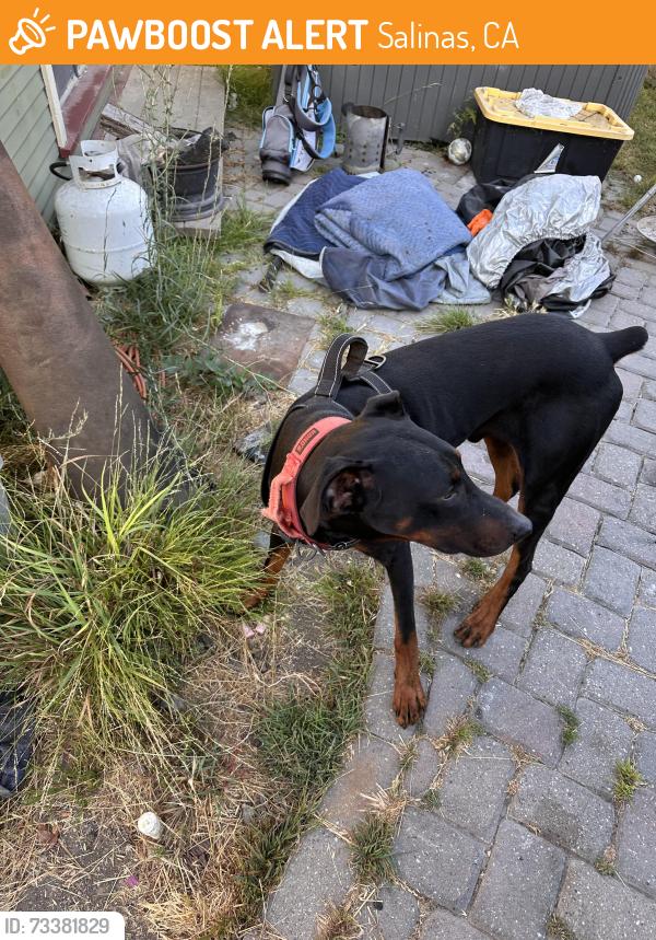 Found/Stray Male Dog last seen Katherine & Pajaro, Salinas, CA 93901