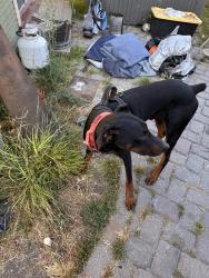 Found/Stray Male Dog last seen Katherine & Pajaro, Salinas, CA 93901