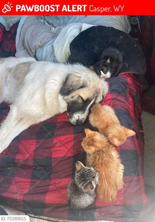 Lost Female Dog last seen Bucknam Rd and US Highway 20/26, Casper, WY 82601