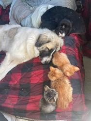 Lost Female Dog last seen Bucknam Rd and US Highway 20/26, Casper, WY 82601