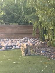 Found/Stray Unknown Cat last seen Near & 1300 E Salt Lake City, Salt Lake City, UT 84105