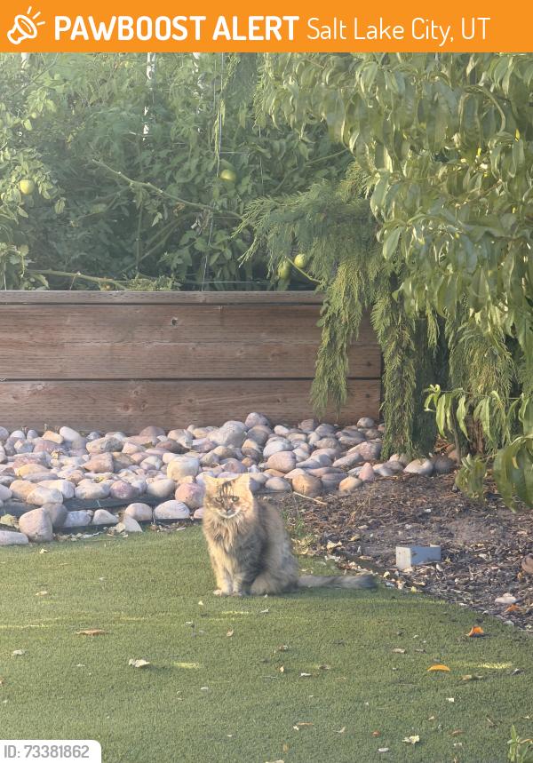 Found/Stray Unknown Cat last seen Near & 1300 E Salt Lake City, Salt Lake City, UT 84105