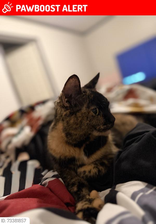 Lost Female Cat last seen Holiday ests trailer park, Canton Township, MI 48188