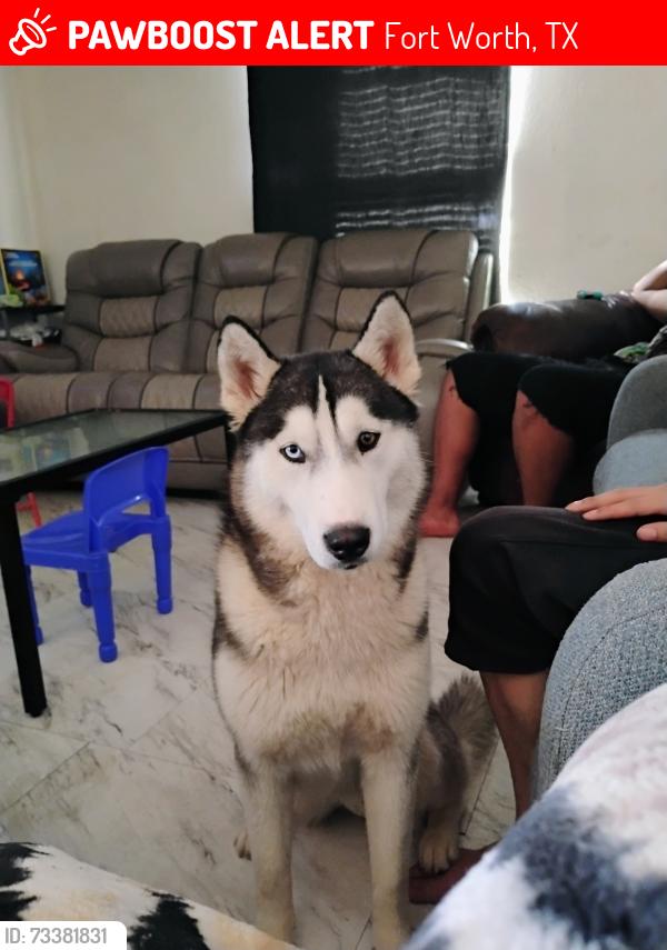 Lost Female Dog last seen Lawnwood st and Sylvania, Fort Worth, TX 76111