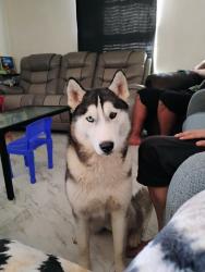Lost Female Dog last seen Lawnwood st and Sylvania, Fort Worth, TX 76111