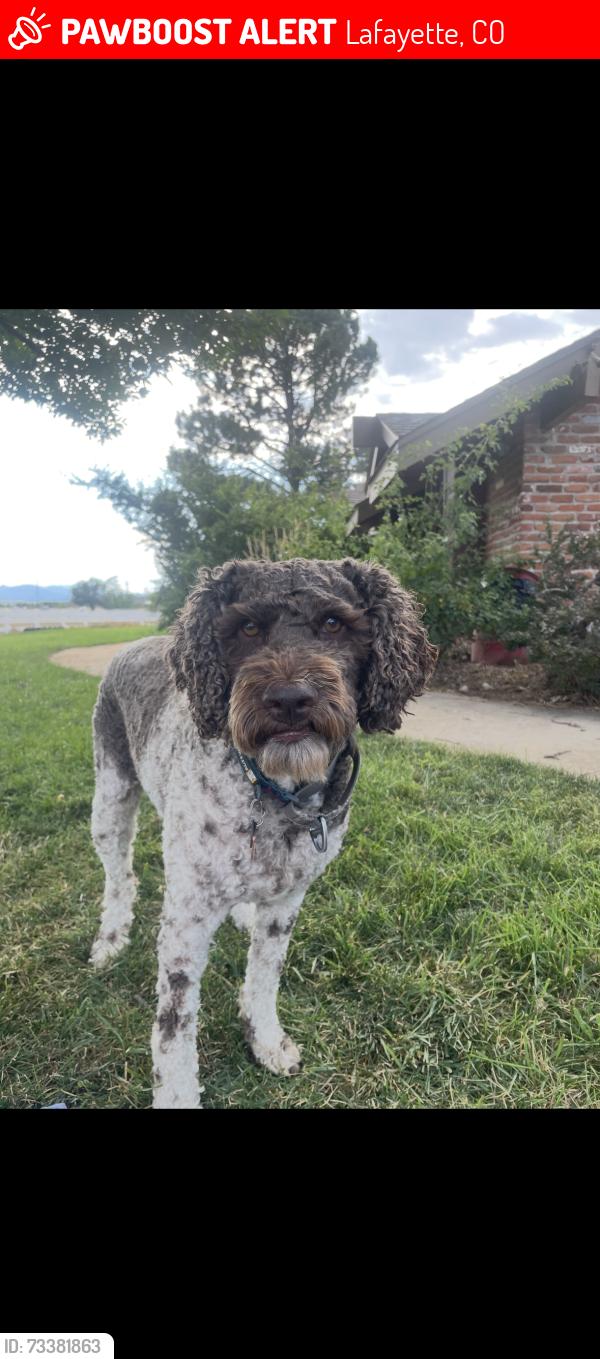 Lost Female Dog last seen Near and hy42, Lafayette, CO 80026
