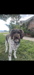 Lost Female Dog last seen Near and hy42, Lafayette, CO 80026