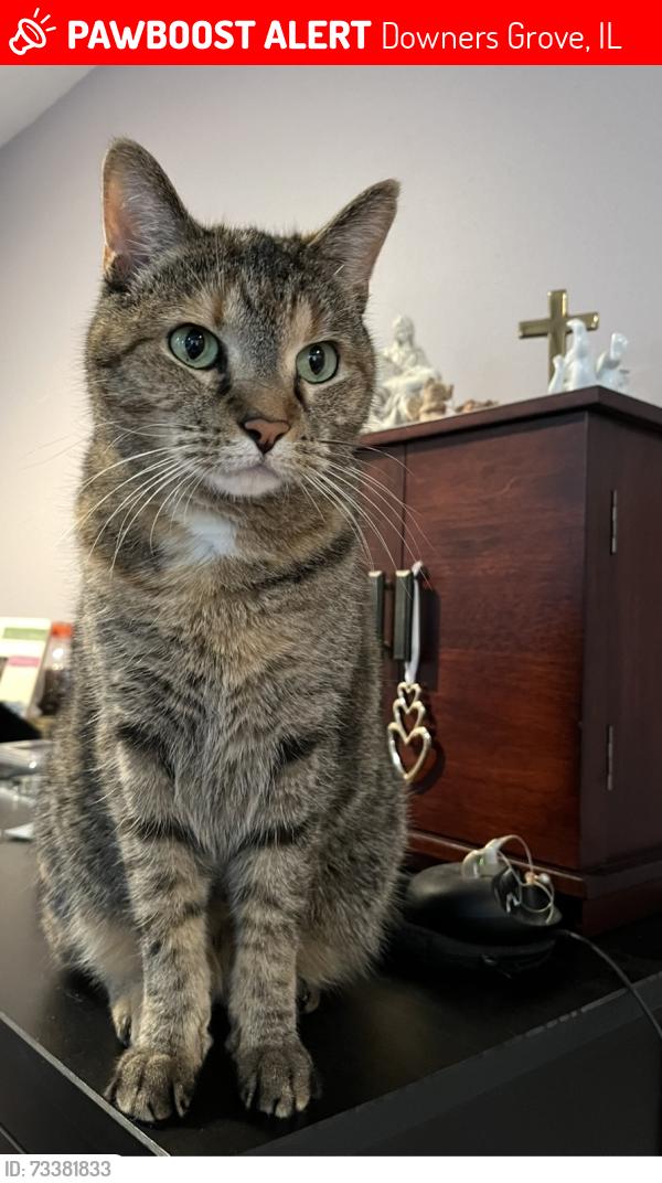 Lost Female Cat last seen Knottingham Lane, Downers Grove, IL 60516