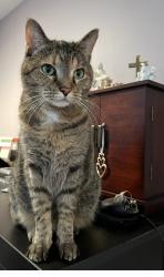 Lost Female Cat last seen Knottingham Lane, Downers Grove, IL 60516
