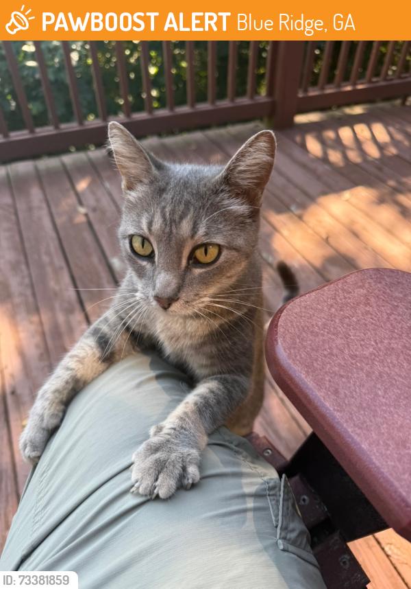 Found/Stray Female Cat last seen Tri-State EMC, Blue Ridge, GA 30513